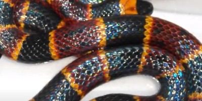 Ocala snake